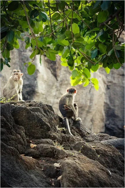 Detail Monkey In Jungle Number 5
