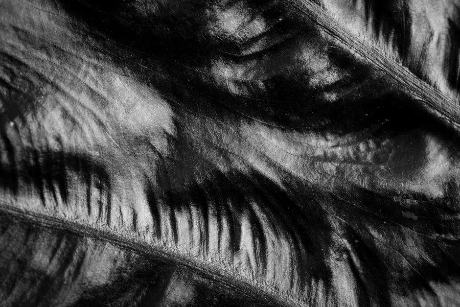 Detail Abstract Macro Texture Number 12
