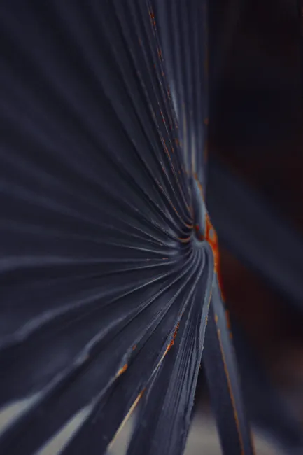 Detail Abstract Macro Texture Number 15