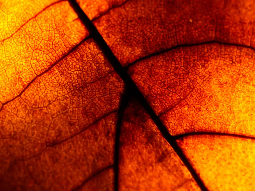 Detail Abstract Macro Texture Number 16