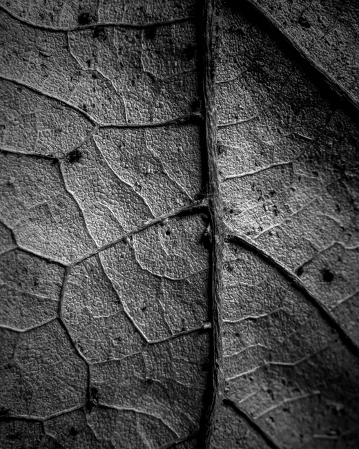 Detail Abstract Macro Texture Number 3