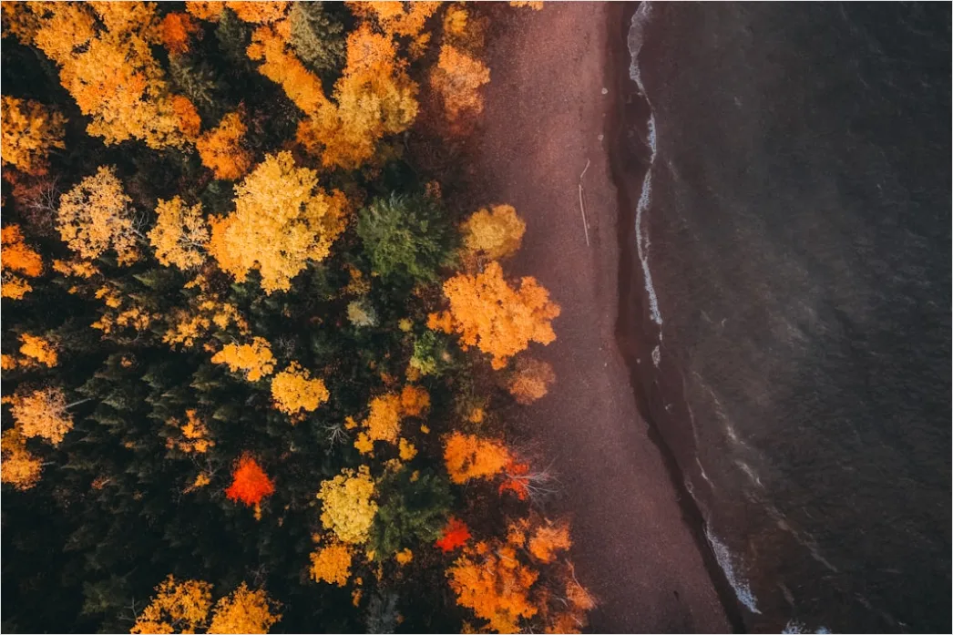 Detail Aerial Autumn Forest Colors Number 2