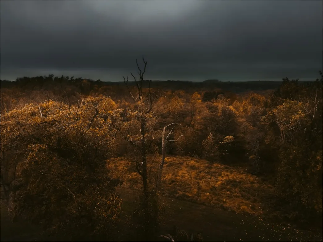 Detail Aerial Autumn Forest Colors Number 12