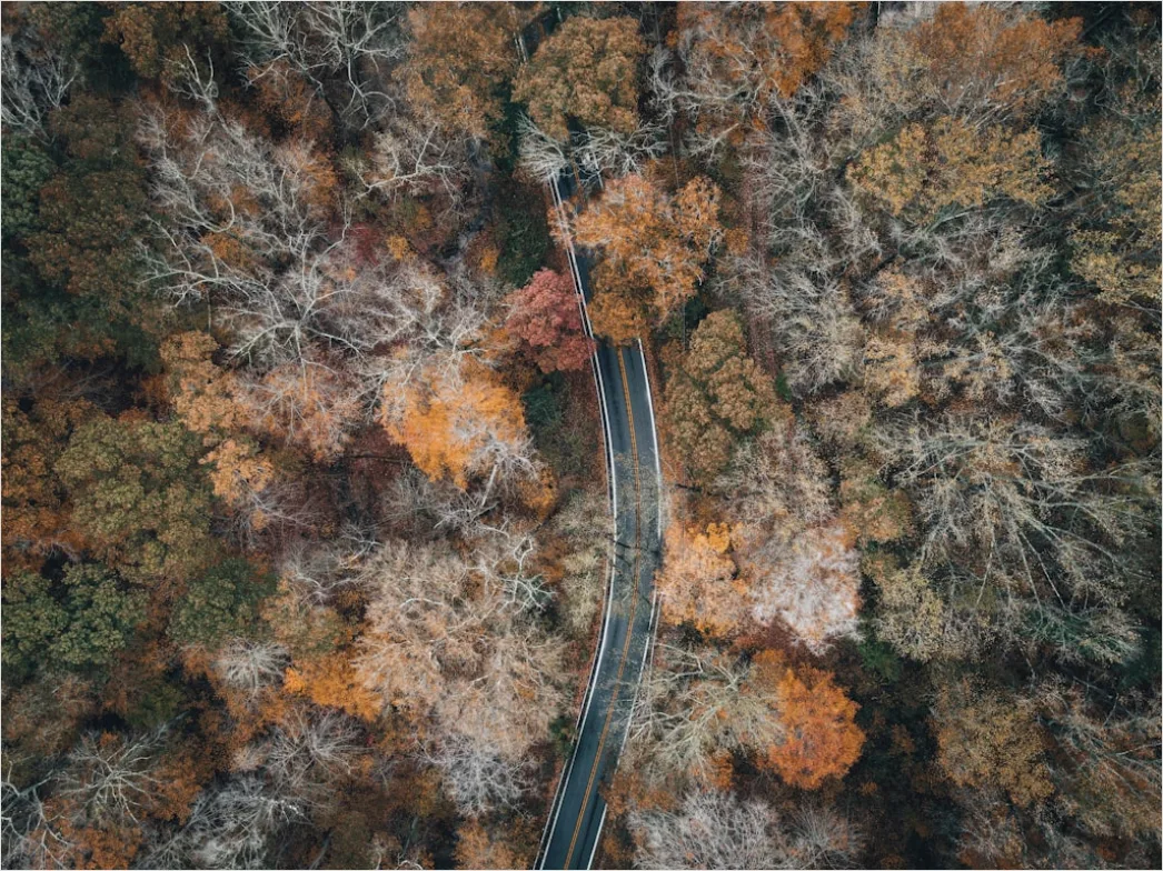 Detail Aerial Autumn Forest Colors Number 13