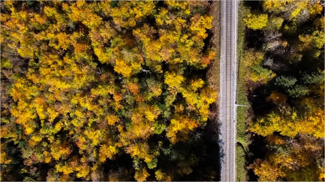 Detail Aerial Autumn Forest Colors Number 14