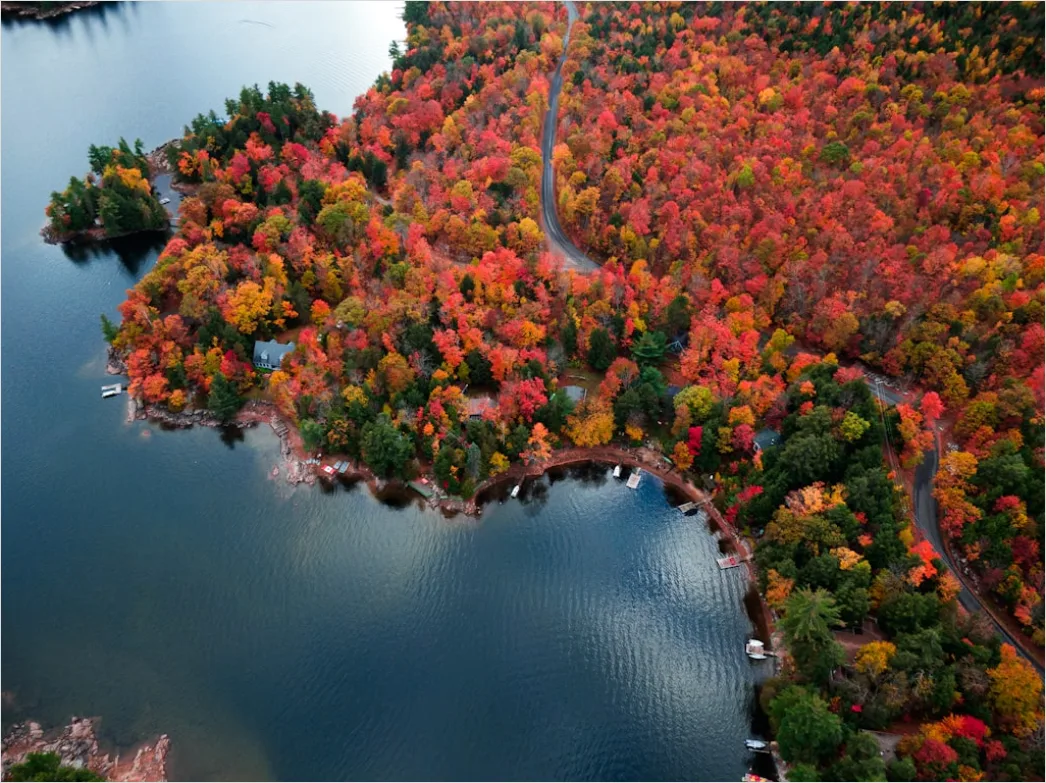 Detail Aerial Autumn Forest Colors Number 16