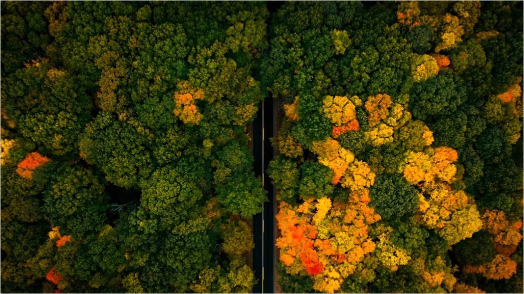 Detail Aerial Autumn Forest Colors Number 17