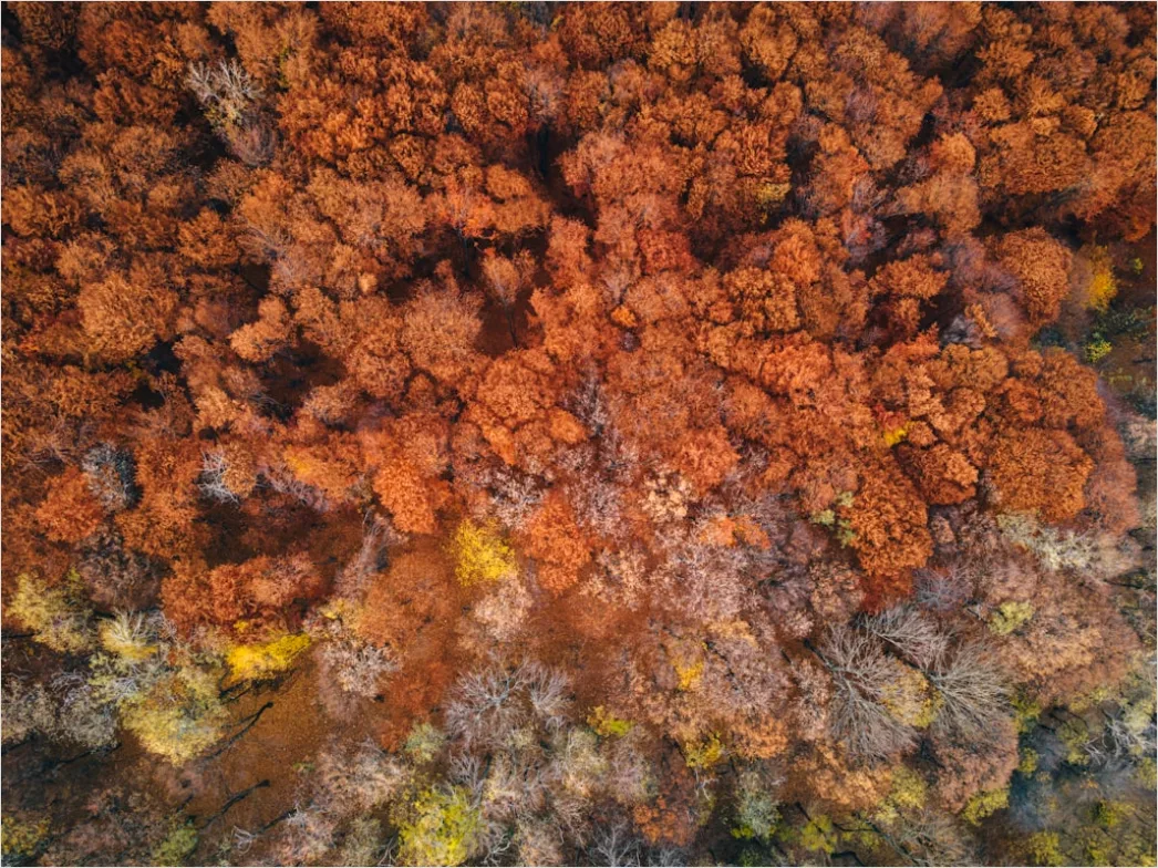 Detail Aerial Autumn Forest Colors Number 19