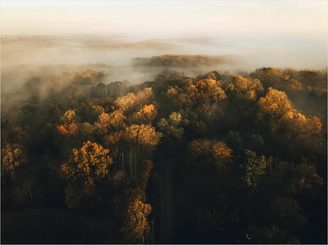 Detail Aerial Autumn Forest Colors Number 3