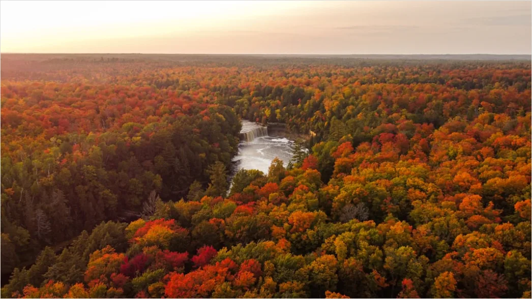 Detail Aerial Autumn Forest Colors Number 4