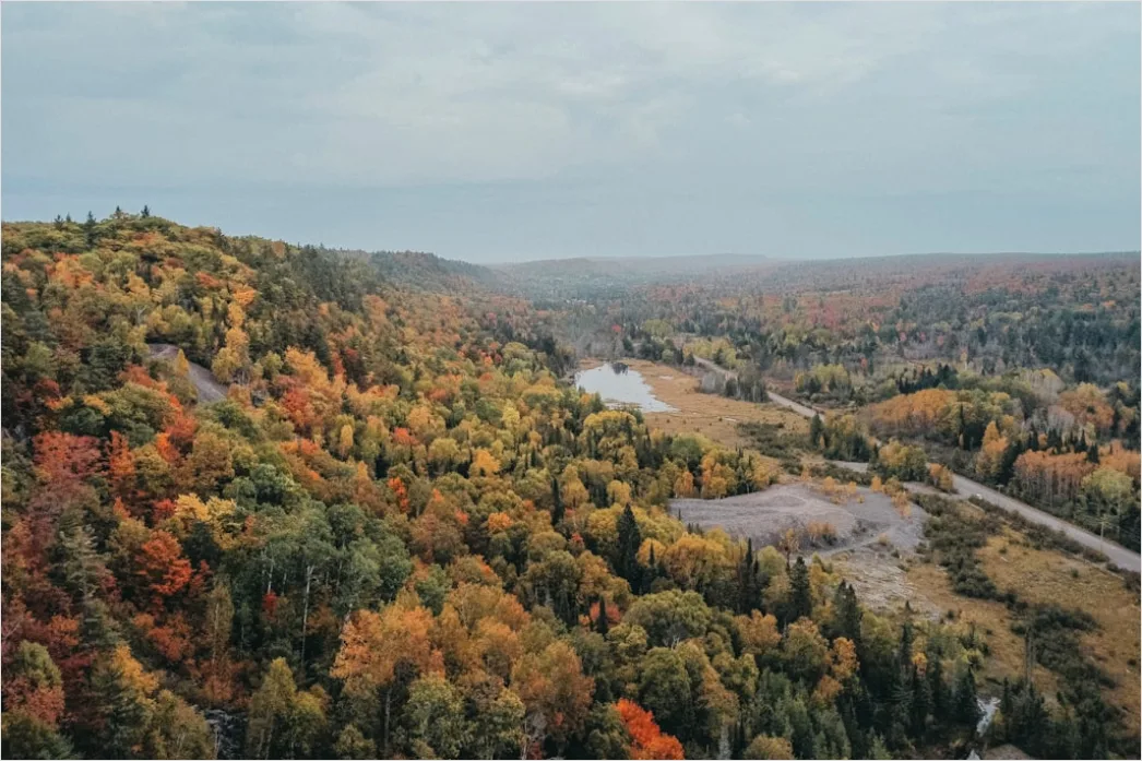 Detail Aerial Autumn Forest Colors Number 5