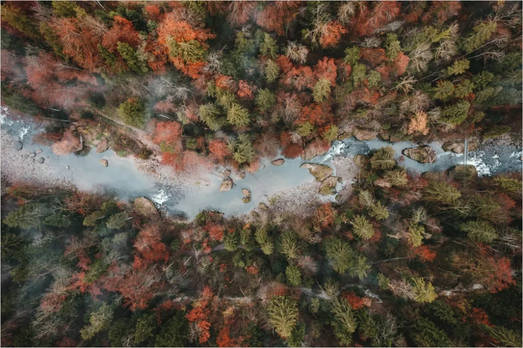 Detail Aerial Autumn Forest Colors Number 6