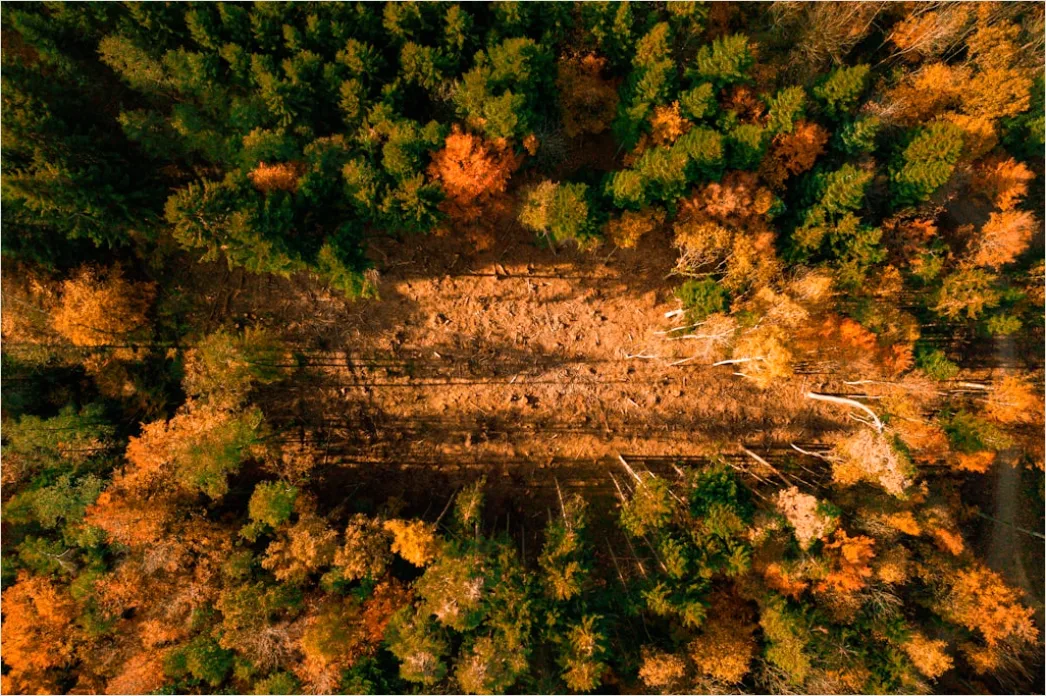 Detail Aerial Autumn Forest Colors Number 7