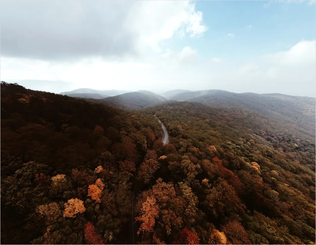 Detail Aerial Autumn Forest Colors Number 8