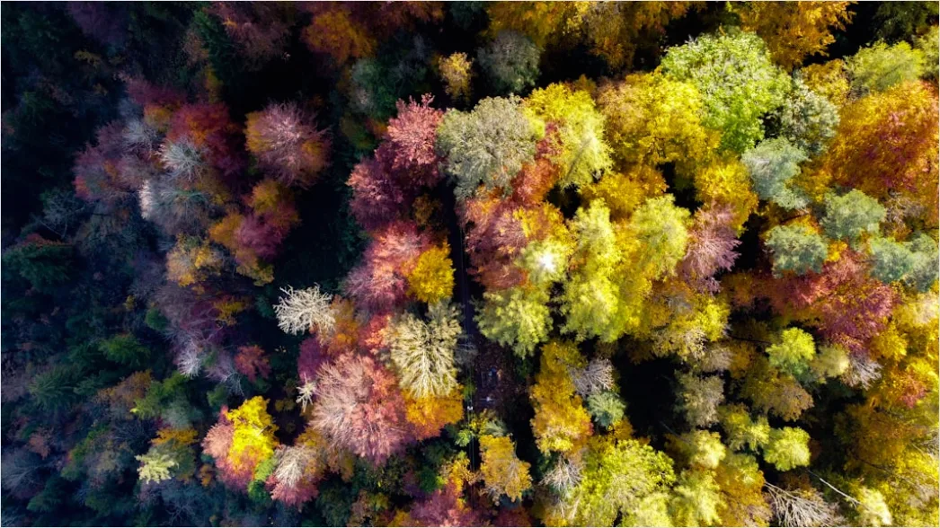 Detail Aerial Autumn Forest Colors Number 9