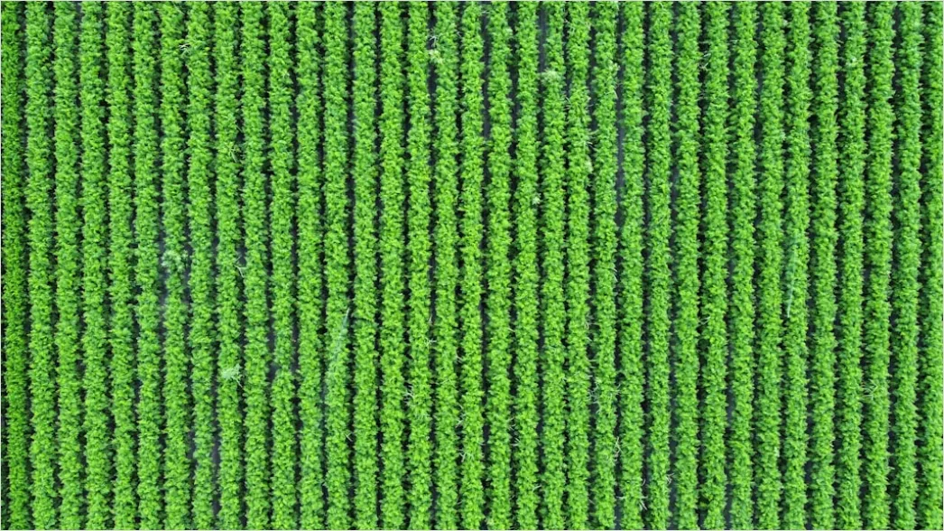 Detail Aerial Crop Rows Pattern Number 11