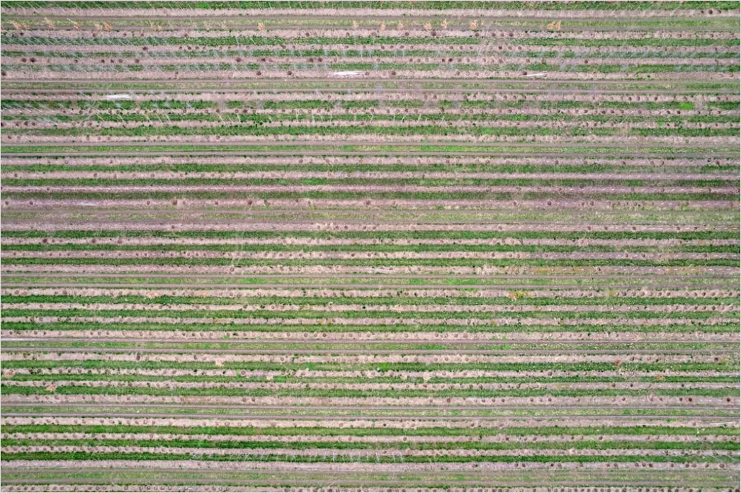 Detail Aerial Crop Rows Pattern Number 12
