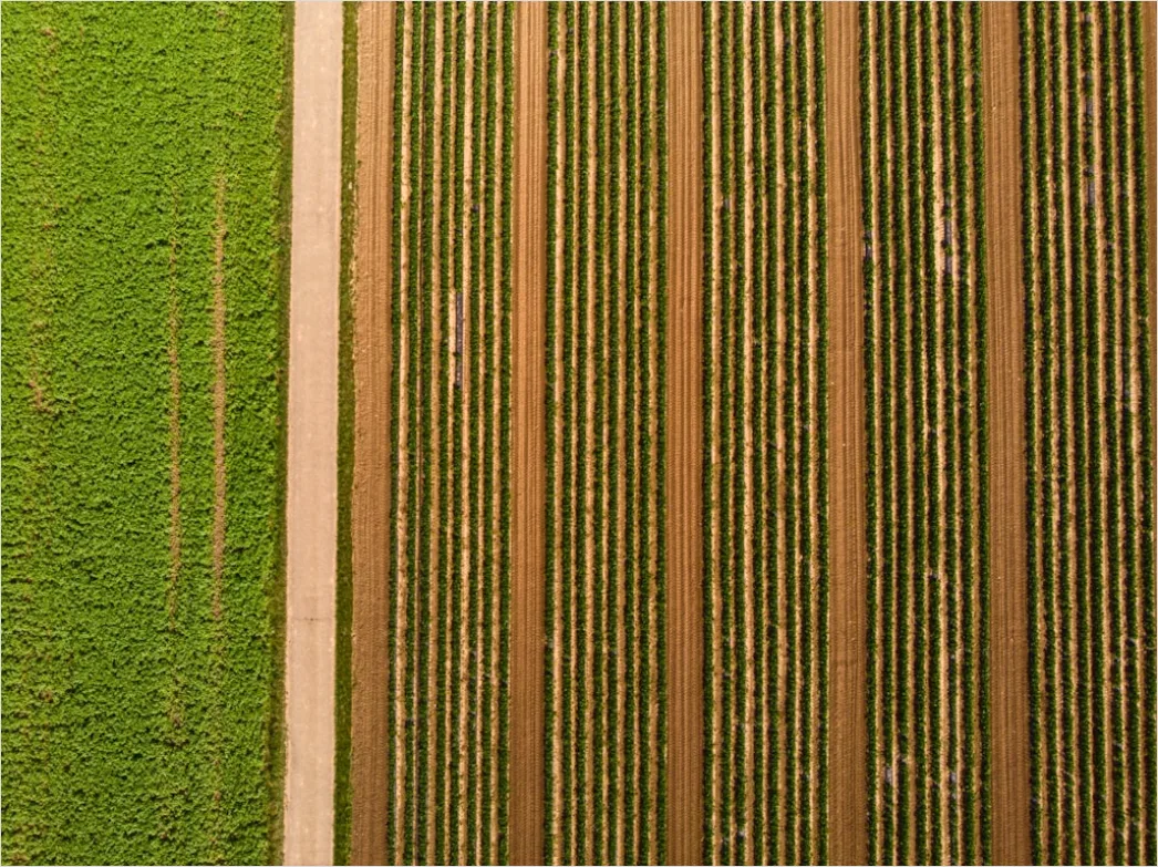 Detail Aerial Crop Rows Pattern Number 13