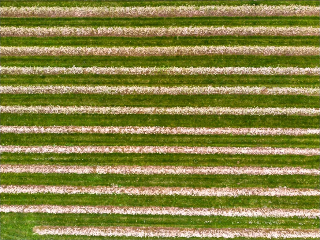 Detail Aerial Crop Rows Pattern Number 14