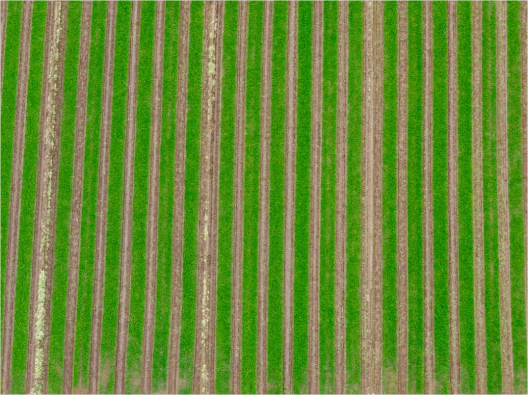 Detail Aerial Crop Rows Pattern Number 15