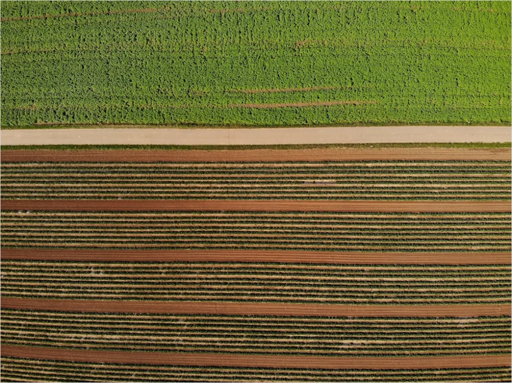 Detail Aerial Crop Rows Pattern Number 16