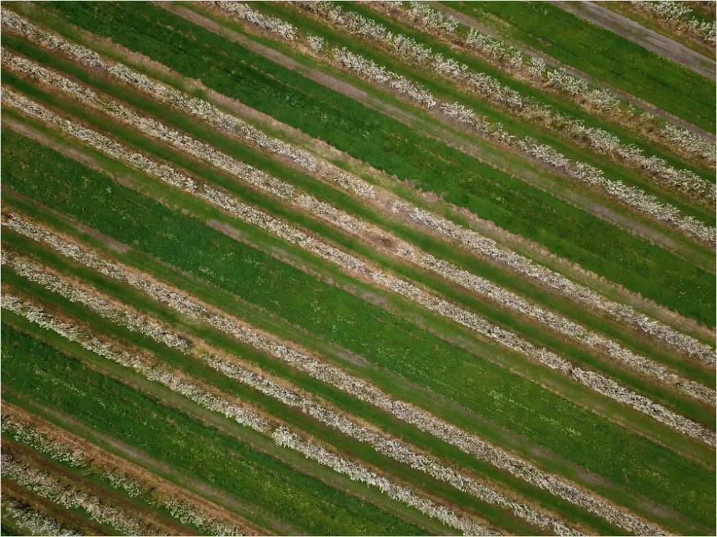 Detail Aerial Crop Rows Pattern Number 17