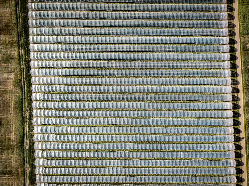 Detail Aerial Crop Rows Pattern Number 18