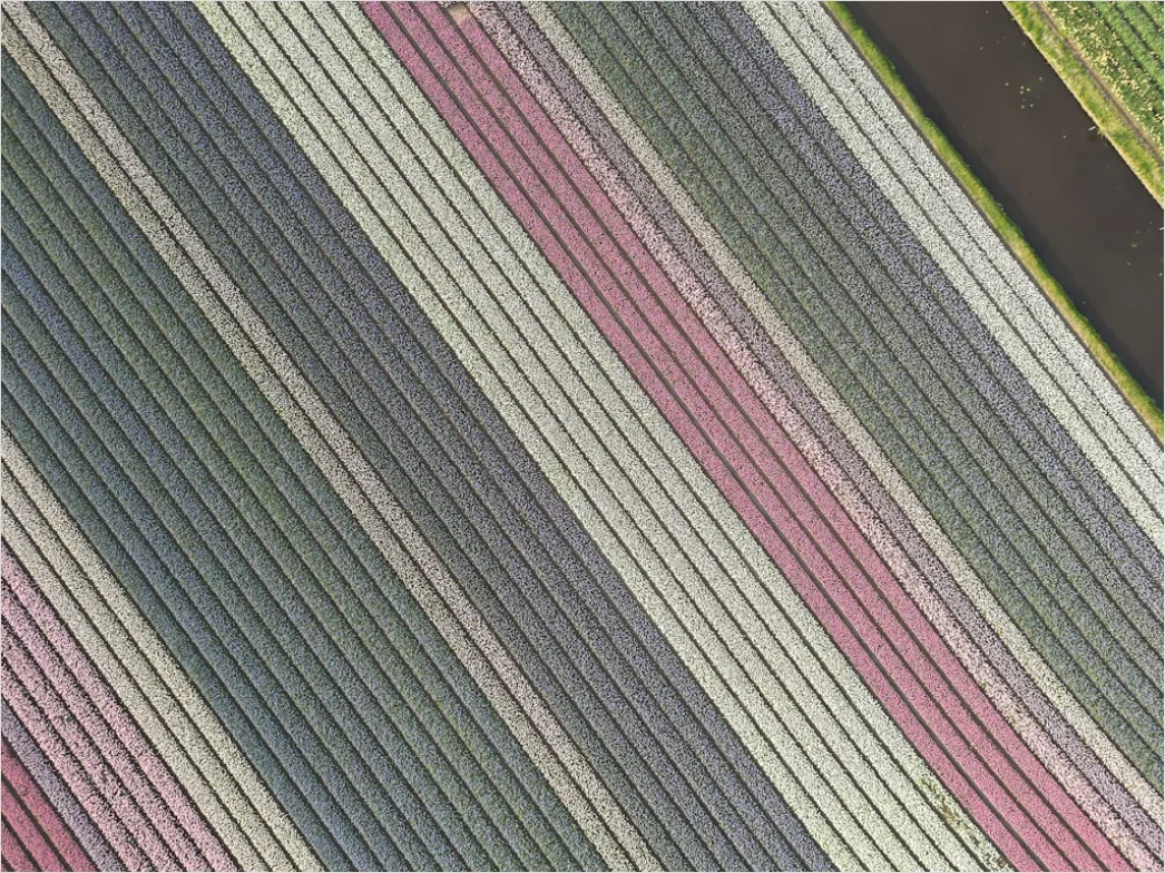 Detail Aerial Crop Rows Pattern Number 19