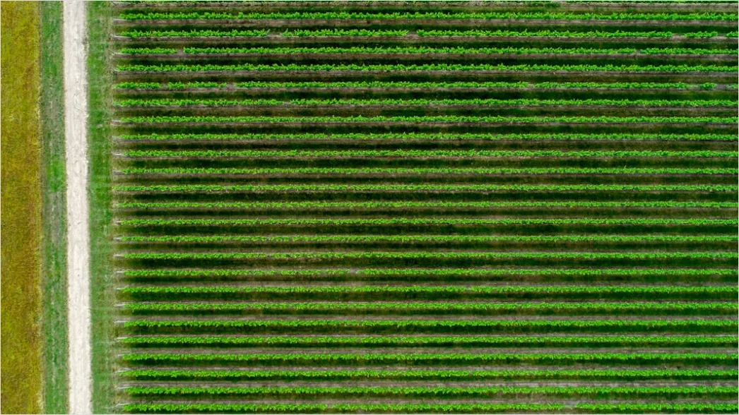 Detail Aerial Crop Rows Pattern Number 3