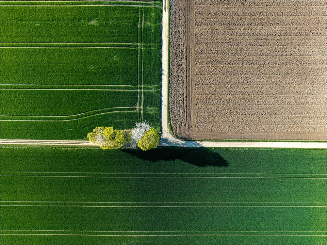 Detail Aerial Crop Rows Pattern Number 10