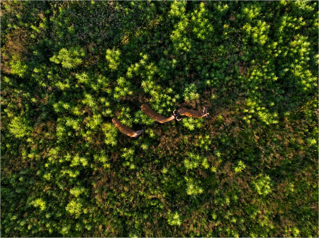 Detail Aerial Logging Deforestation Aerial Number 11