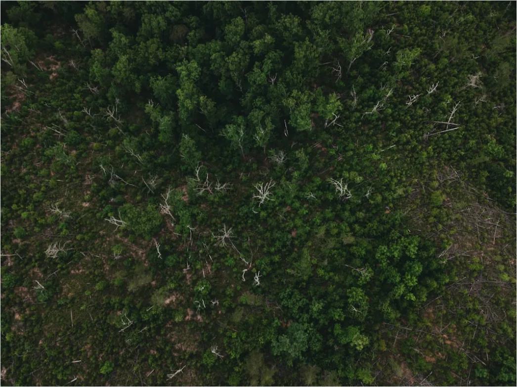 Detail Aerial Logging Deforestation Aerial Number 18
