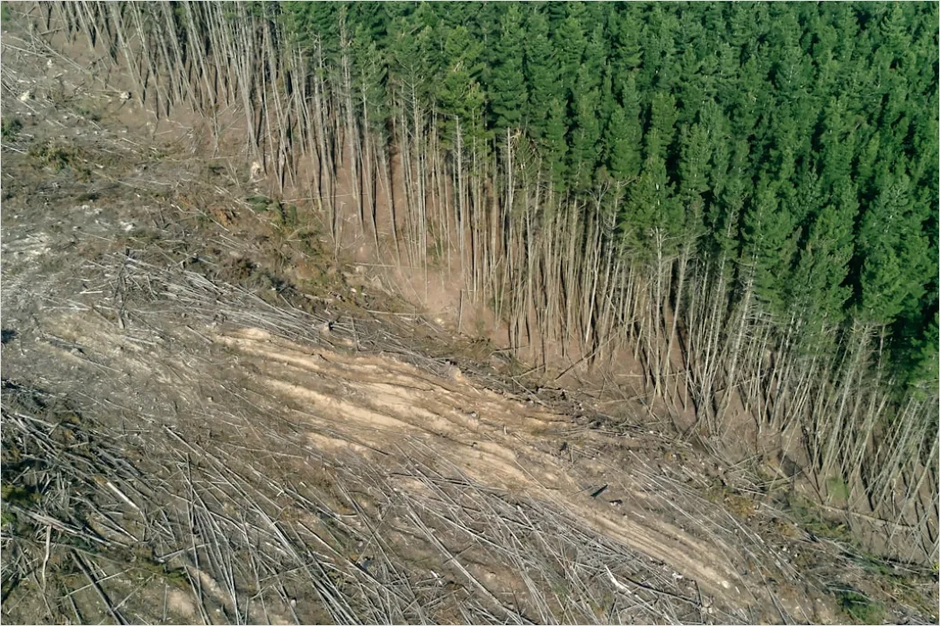 Detail Aerial Logging Deforestation Aerial Number 19