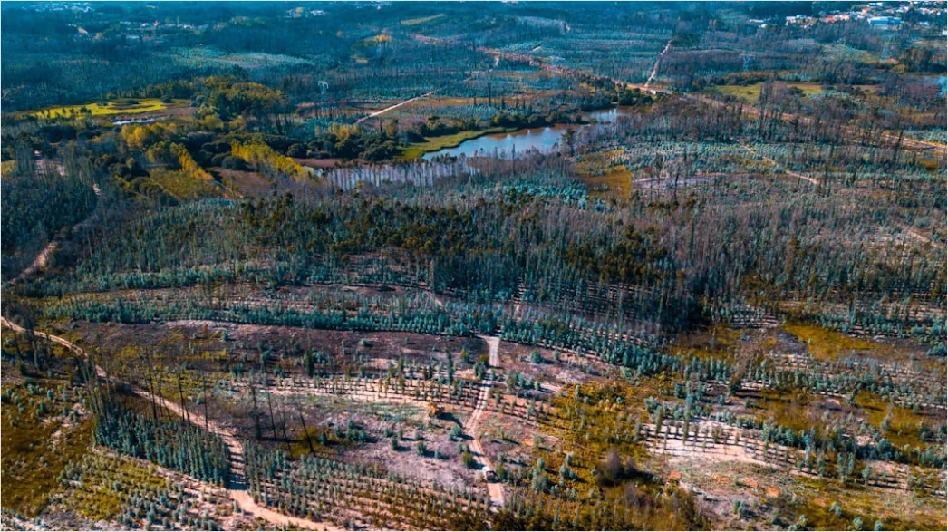 Detail Aerial Logging Deforestation Aerial Number 3