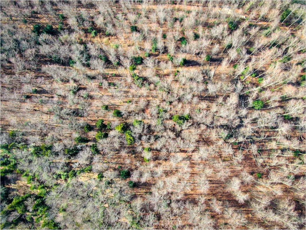 Detail Aerial Logging Deforestation Aerial Number 4