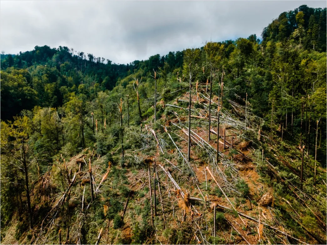 Detail Aerial Logging Deforestation Aerial Number 6