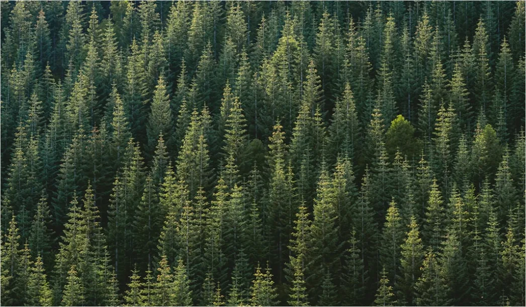 Aerial Pine Forest 61e4