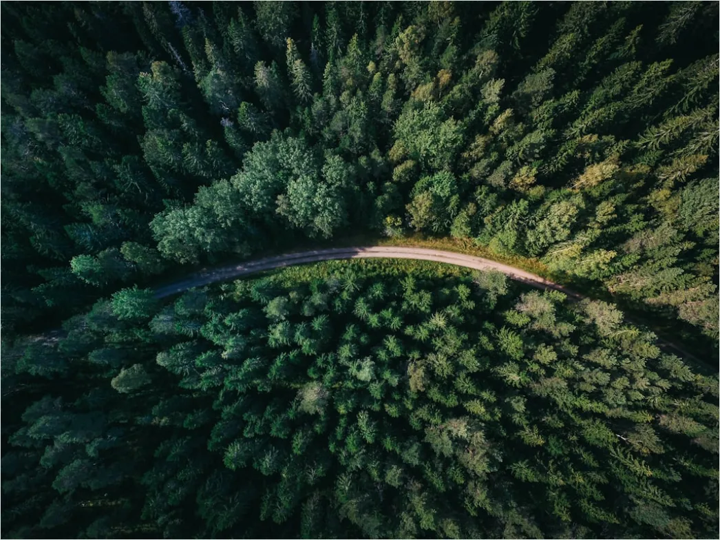 Detail Aerial Pine Forest Number 2