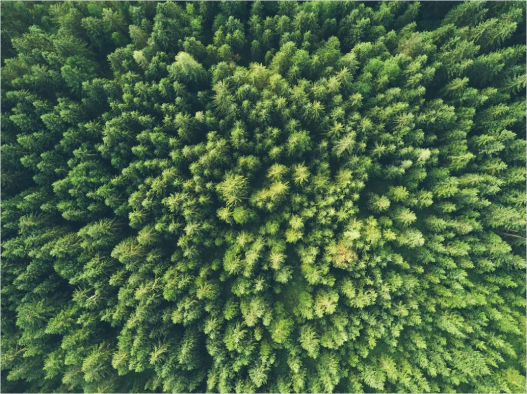Detail Aerial Pine Forest Number 11