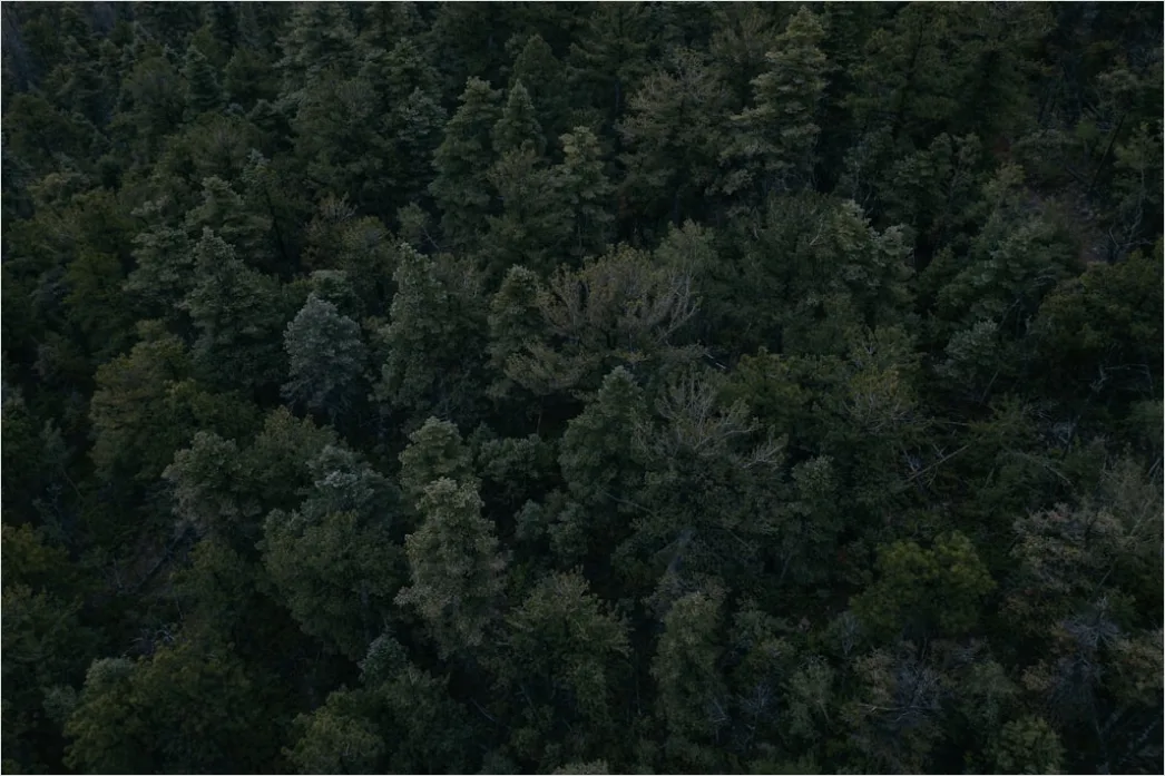 Detail Aerial Pine Forest Number 12