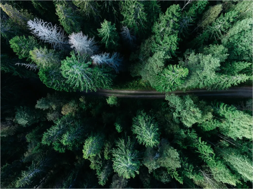 Detail Aerial Pine Forest Number 13