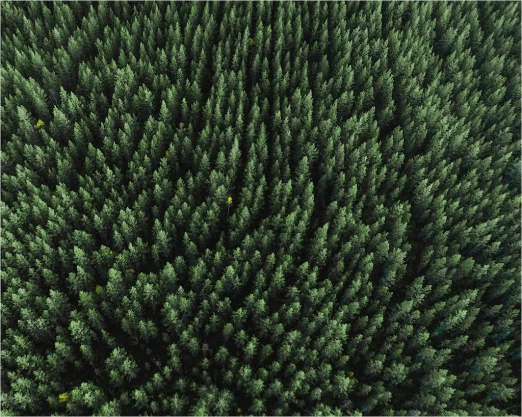 Detail Aerial Pine Forest Number 14