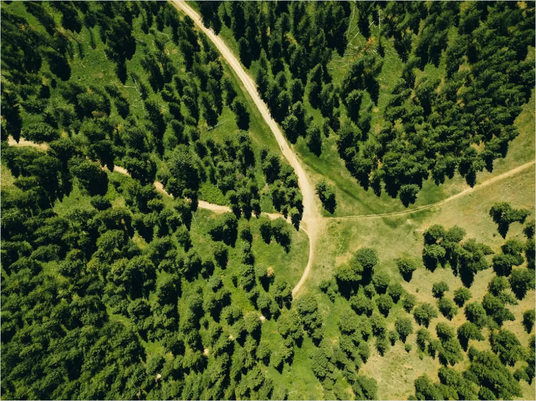 Detail Aerial Pine Forest Number 15