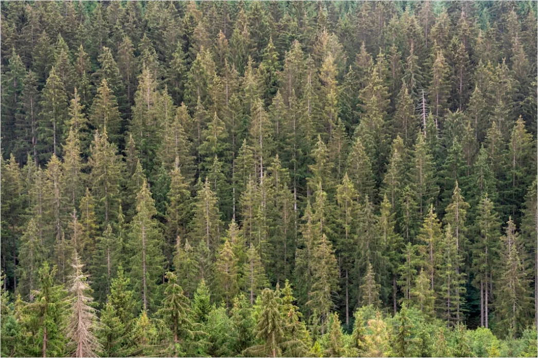 Detail Aerial Pine Forest Number 16