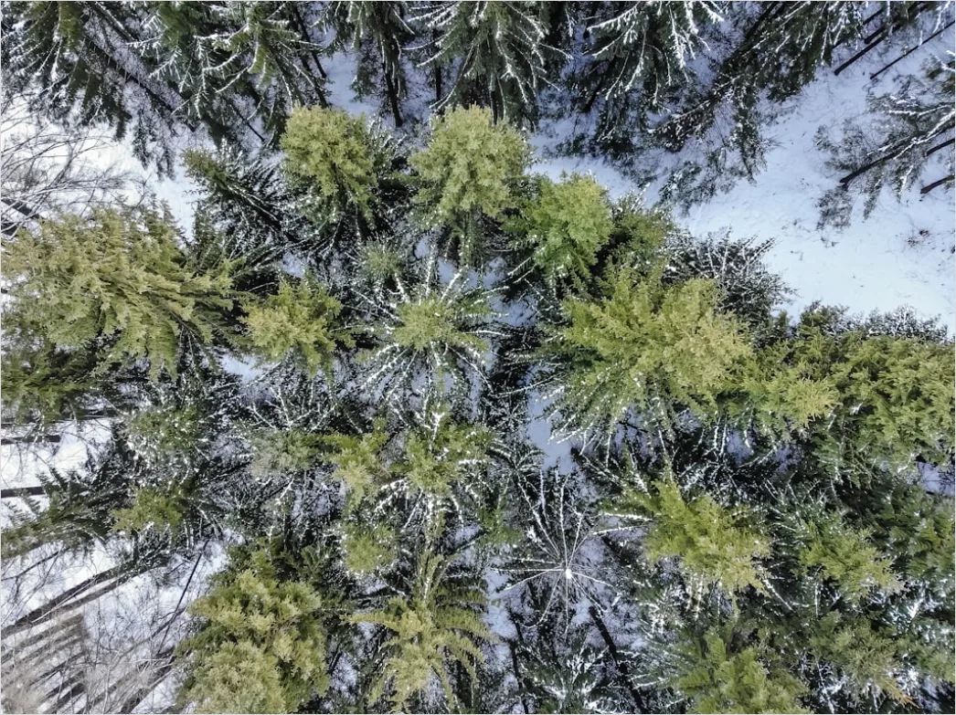 Detail Aerial Pine Forest Number 17