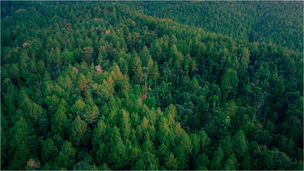 Detail Aerial Pine Forest Number 18