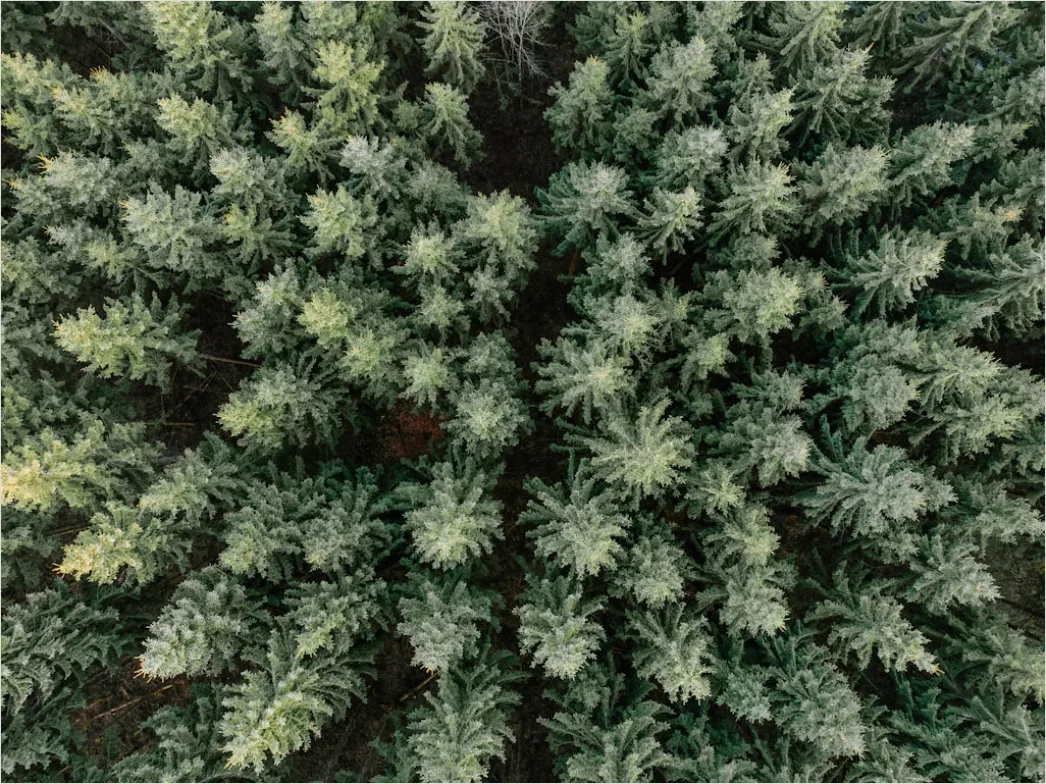 Detail Aerial Pine Forest Number 19
