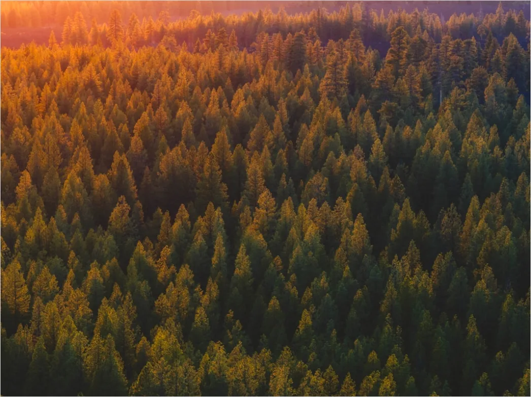 Detail Aerial Pine Forest Number 20