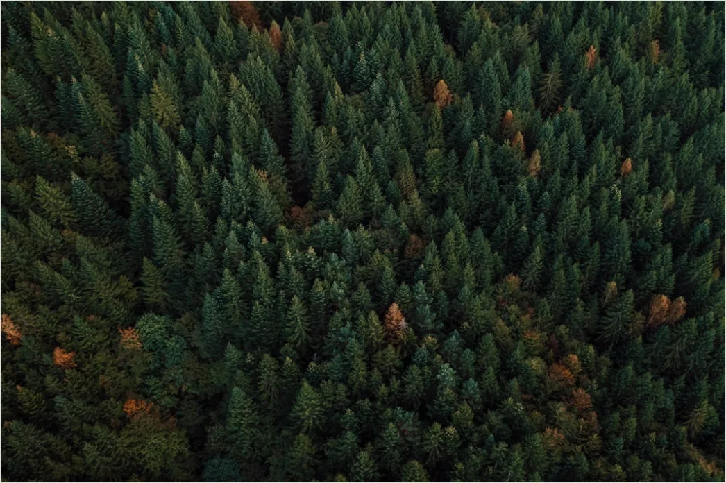 Detail Aerial Pine Forest Number 3