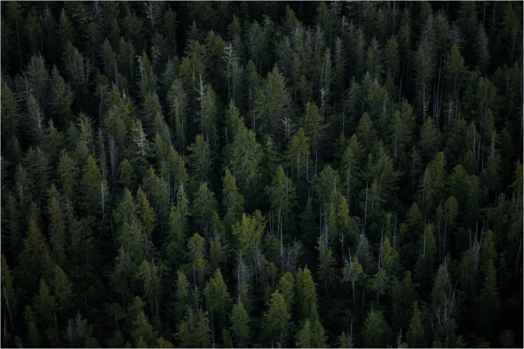 Detail Aerial Pine Forest Number 4